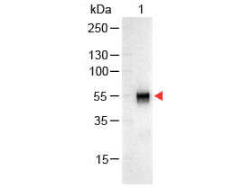 igg western blot