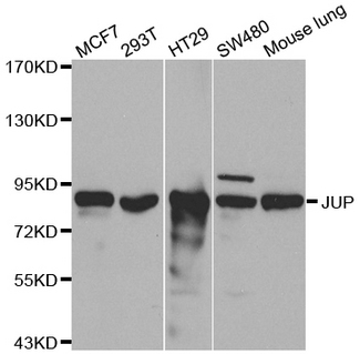 Junction Plakoglobin Antibodies | AntibodyResource.com